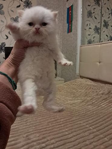 Akvariumlar: Fars — 7