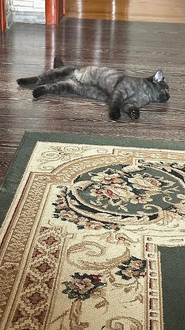 pulsuz pisiy: Britan, Erkək, Ünvandan götürmə — 4