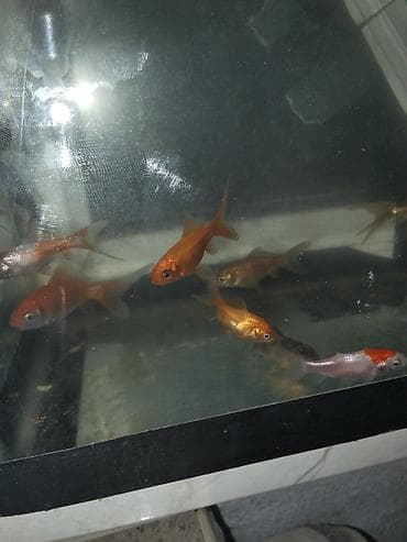 pişik sekilleri: Qızıl balıq, Sülhsevər — 4