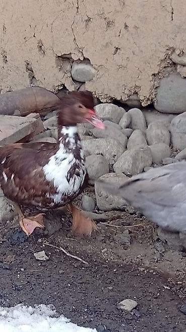 Коровы, быки: Satılır: Misk ördəyi (Muscovy duck) Xüsusiyyətlər: - Rəng: tünd — 2