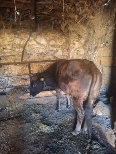golden itlerin qiymeti: Sağlam heyvandır 3-cü balasıdır Dişi baladır damazlıqdır Hal-hazırda — 2