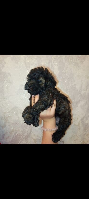 itlər balaca: Pudel, 2 ay, Dişi, Ünvandan götürmə — 2