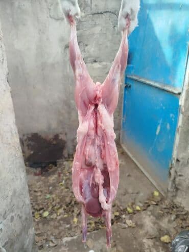 baliq topdan satis: Dovşan eti halal kesilmiş halal ceki 1 ededi gelir 1k.800q. 1k.500q — 47