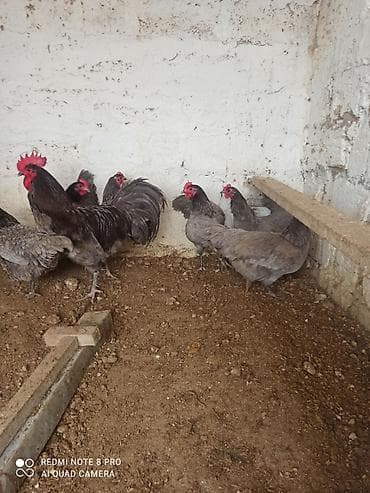 Quşlar: Xoruz, il: 1, Ödənişli çatdırılma — 7