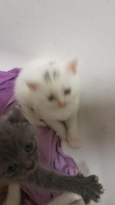 boz pisik: Erkək, Dişi, Yaxşı əllərə, Ünvandan götürmə, Ödənişli çatdırılma, Rayonlara çatdırılma — 5