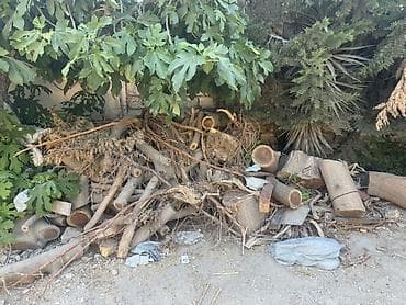 Tut agacı odunundan kəsilmiş qalın və nazik kötüklər – qarışıq