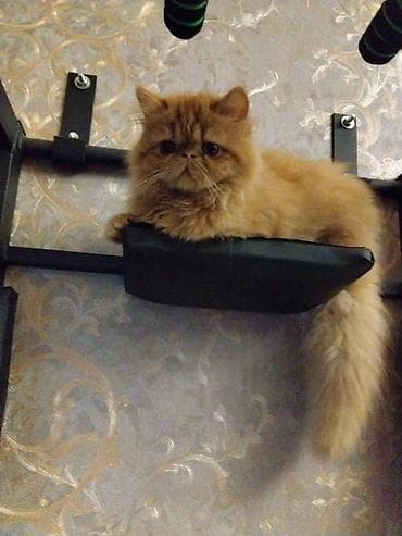 Fars, Yaxşı əllərə