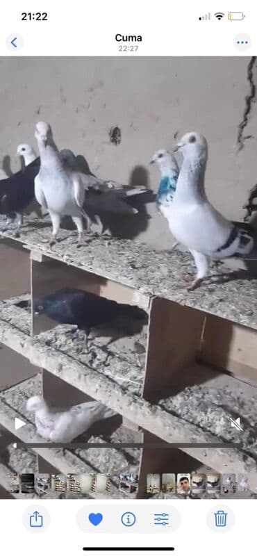 pişiklər ucuz: Məhsul: Ev göyərçinləri (bir neçə cüt) Təsvir: - Ağ və ağ-boz rəng — 2