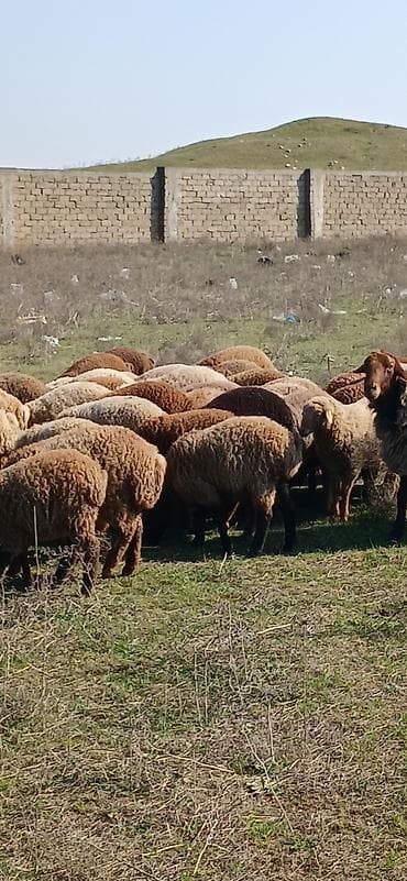 Gəmiricilər: Mal-qara: Qoyun sürüsü Təsvir: - Şəkillərdə müxtəlif rəngli (qonur — 2