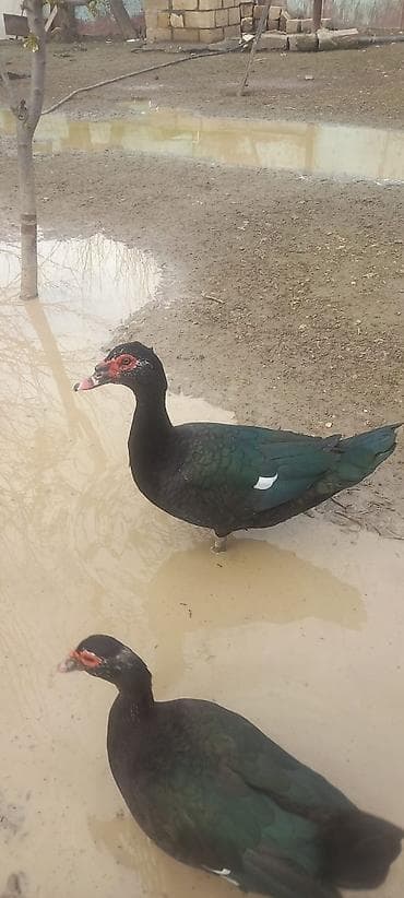 quş üçün qəfəs: Erkək, | Lal ördək, Damazlıq — 3