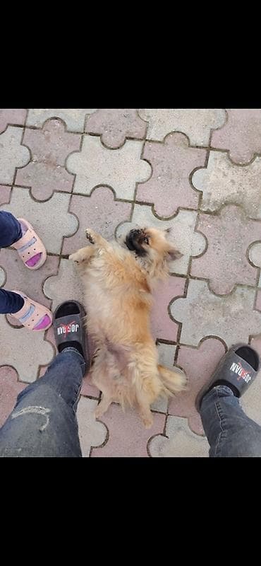 pudel balası: Pekines — 2