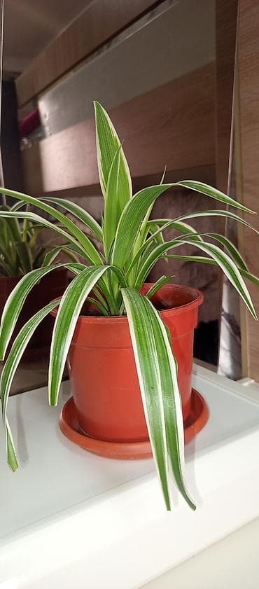 Xlorofitum (Spider Plant) – dekorativ yarpaqlı otaq bitkisi güllerim