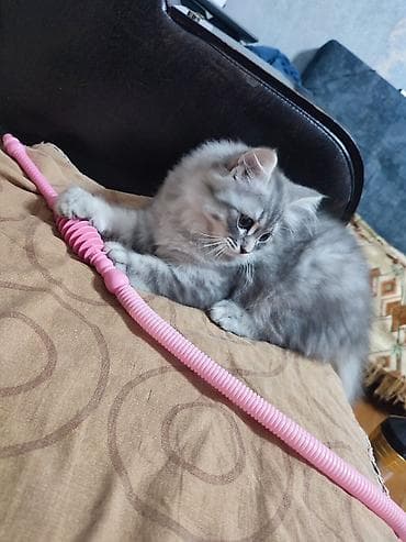 pişik geyimləri: Britan — 5