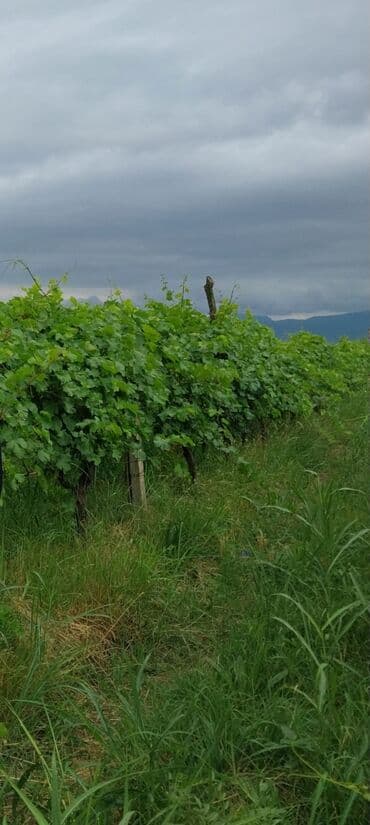 Çəngəllər: Üzüm bağı – ağ şərablıq/şirəlik sort Qazax Rayonu Hüseyinbəyli kəndi — 1