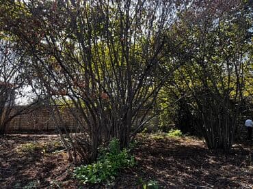 ferma icarəyə verilir: 13 sot, Kənd təsərrüfatı, Mülkiyyətçi, Kupça (Çıxarış) — 2