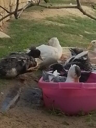 ördək balası və cücə: Ev şəraitində bəslənən ördəklər - Növ: məişət üçün saxlanılan — 8