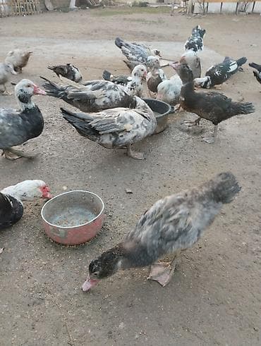 Куры: Самец, | Lal ordek, Для мяса — 5