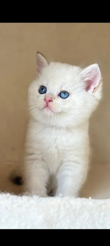 golden it cinsi: Şinşilla, Erkək, Yaxşı əllərə, Ünvandan götürmə, Ödənişli çatdırılma — 7