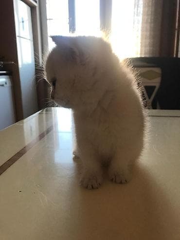 Heyvanlar üçün mallar: Şotland yastı qulaq — 6