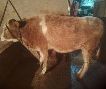 Inəklər, öküzlər: Satılır: cins dana - Növ: iribuynuzlu (dana) - Rəng: açıq qəhvəyi — 5