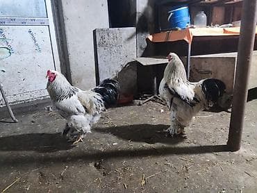 Heyvanlar: Xoruz, Brama, il: 1, Ünvandan götürmə — 8