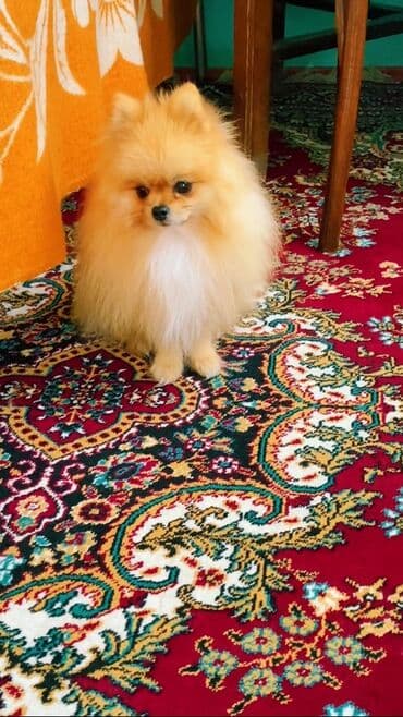 дрессировка собак баку: Şpitz — 6