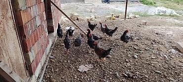 xarkov toyuqlari satişi: Toyuq, Damazlıq — 1