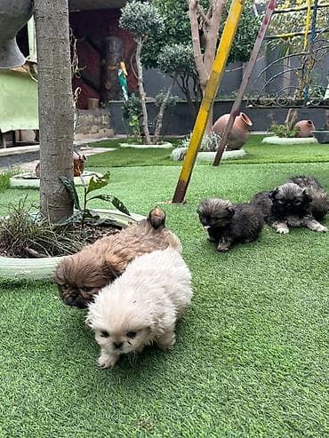 it tap az: Pekines, 2 ay, Peyvəndli — 3