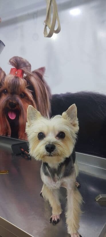 it növlərinin adları: Yorkşir teryer, 2 il, Erkek, Cütləşmə üçün, Pulsuz çatdırılma — 2