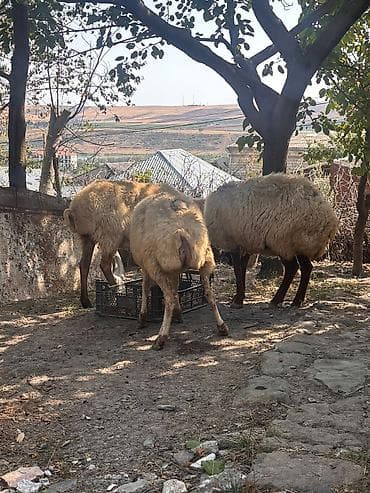 qara qoyun: Dişi, il: 4, 38 kq, Damazlıq, Ünvandan götürmə — 5