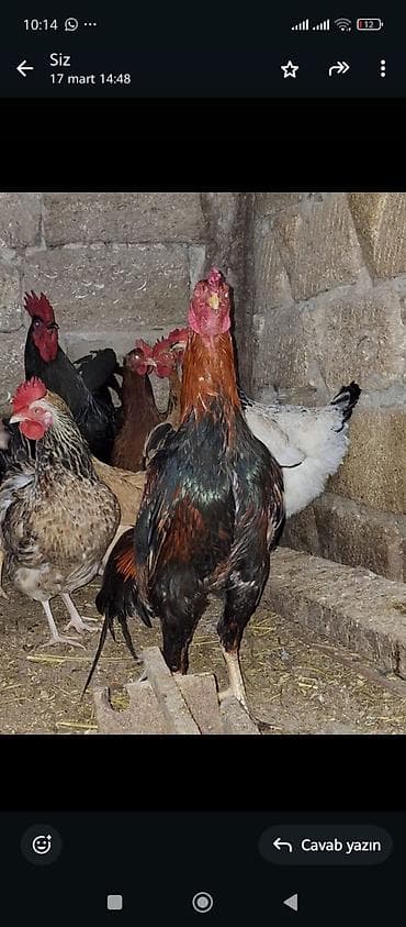 Toyuqlar: Xoruz, il: 2 — 6