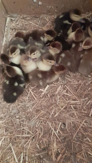 ördək balası: 16 dene ördək balası 1Ana ördək Lavanda zümrüdü krasnadar balalar — 4