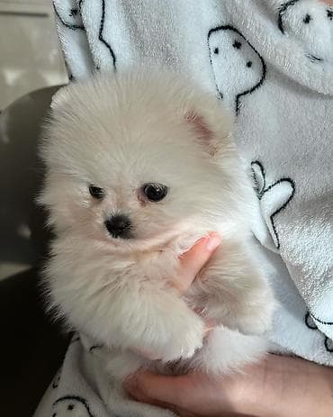 Şpitz, 2 ay, Dişi, Pulsuz çatdırılma — 7