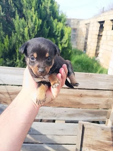 bala itlerin satisi: Ünvandan götürmə — 8