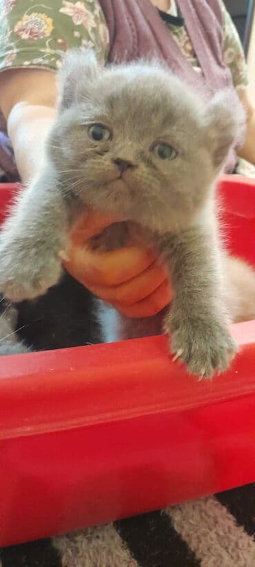 İtlər: Britan, Erkək, Dişi, Yaxşı əllərə, Ünvandan götürmə, Pulsuz çatdırılma, Ödənişli çatdırılma — 3