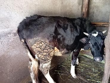 cins iney: Dişi, il: 2, Ətlik — 4