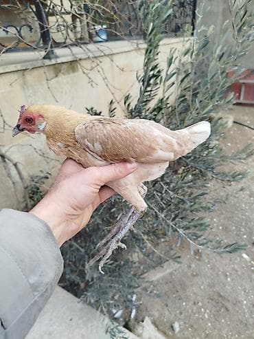 Toyuq, Damazlıq, Rayonlara çatdırılma lalafo.az -da Toyuq, Damazlıq, Rayonlara çatdırılma