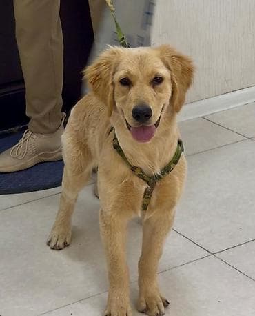 İtlər: Retriever, 5 ay — 4