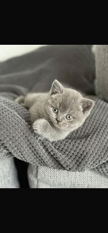 ucuz pişik: Şotland, Erkək, Dişi, Ünvandan götürmə, Ödənişli çatdırılma — 1