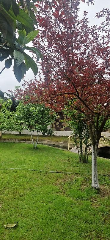 tap.az qusar: 8 otaq, 500 kv. m, Yeni təmirli — 6