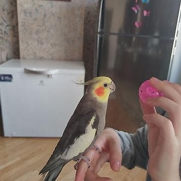 Hazir cüt bala vermeye hazirdilar dele öyrenib ciciquş, aşkım, BABACİK