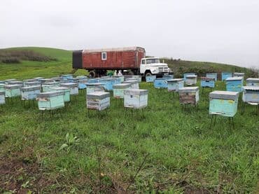 Akvariumlar: Köçəri arıçılıq üçün treylerlər və arıxana kompleksləri Məhsul — 3