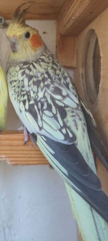 amerika devequsu haqqinda melumat: Bu kakadu növü, açıq sarı başı və xarakterik narıncı yanaq ləkələri — 3