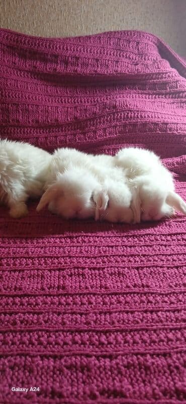 dovşanlar: Mini qulaqlı dovşan balaları - Növ: dekorativ mini/lop qulaqlı dovşan — 4