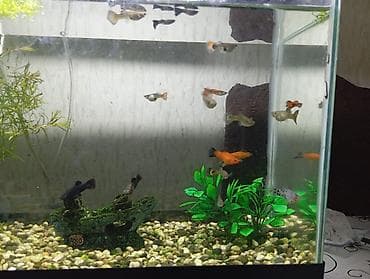 akva: Salam. Zavod istehsali akvarium satilir.Sekilde gorduyunuz kimi qapagi — 4