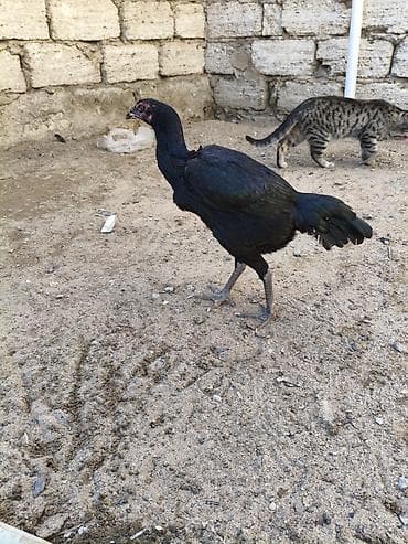 bildircin yumurtası satilir: Heyvanlar merdekandadi. fikri ciddi olanlara etrafli melumat — 5