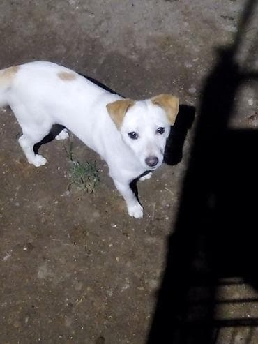 balaca it cinsleri: Balaca ölçülü it – ağ tüklü, qulaqları və belində açıq qəhvəyi — 3