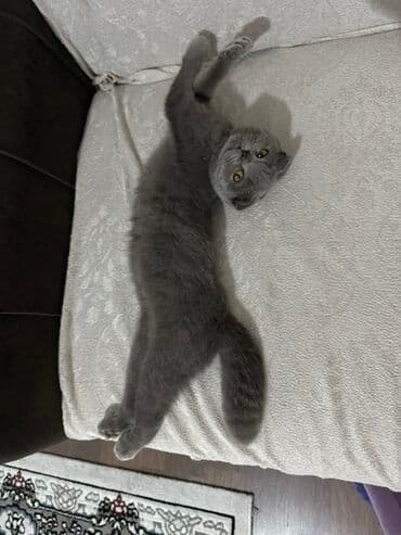 menks cinsli pişik: Şotland yastı qulaq, Dişi, Yaxşı əllərə, Ünvandan götürmə — 3