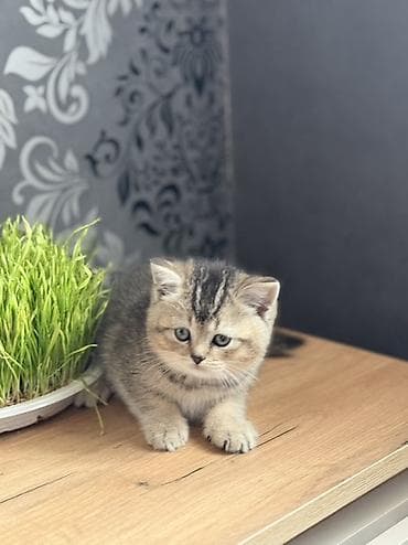 tuksuz pişik: Şinşilla — 2