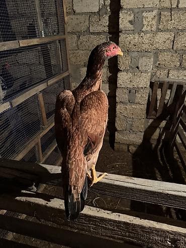 Mal-qara: Toyuq, Damazlıq — 2